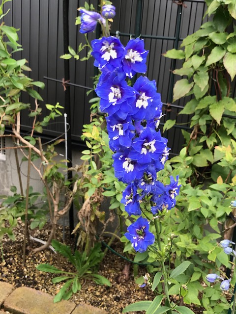 鮮やかな青色が美しい花びら デルフィニウム 旅のミツバチ